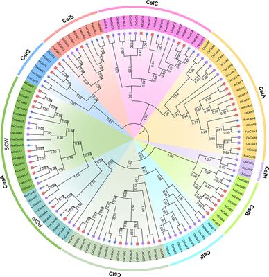 Frontiers Genome Wide Identification And Functional Analysis Of